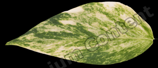 decal leaf 0010